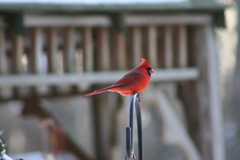 Lone Cardinal